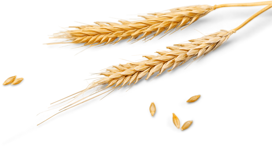 Wheat